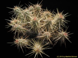 Echinocereus brandegeii 1389